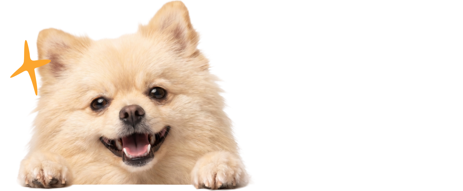 En leende hund blickar mot kameran med glädje.