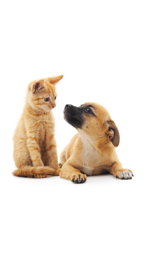 Just nu: pass och rabiesvaccination 680kr