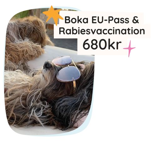 Just nu: pass och rabiesvaccination 680kr