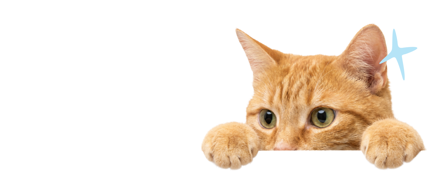En orange katt som smyger fram